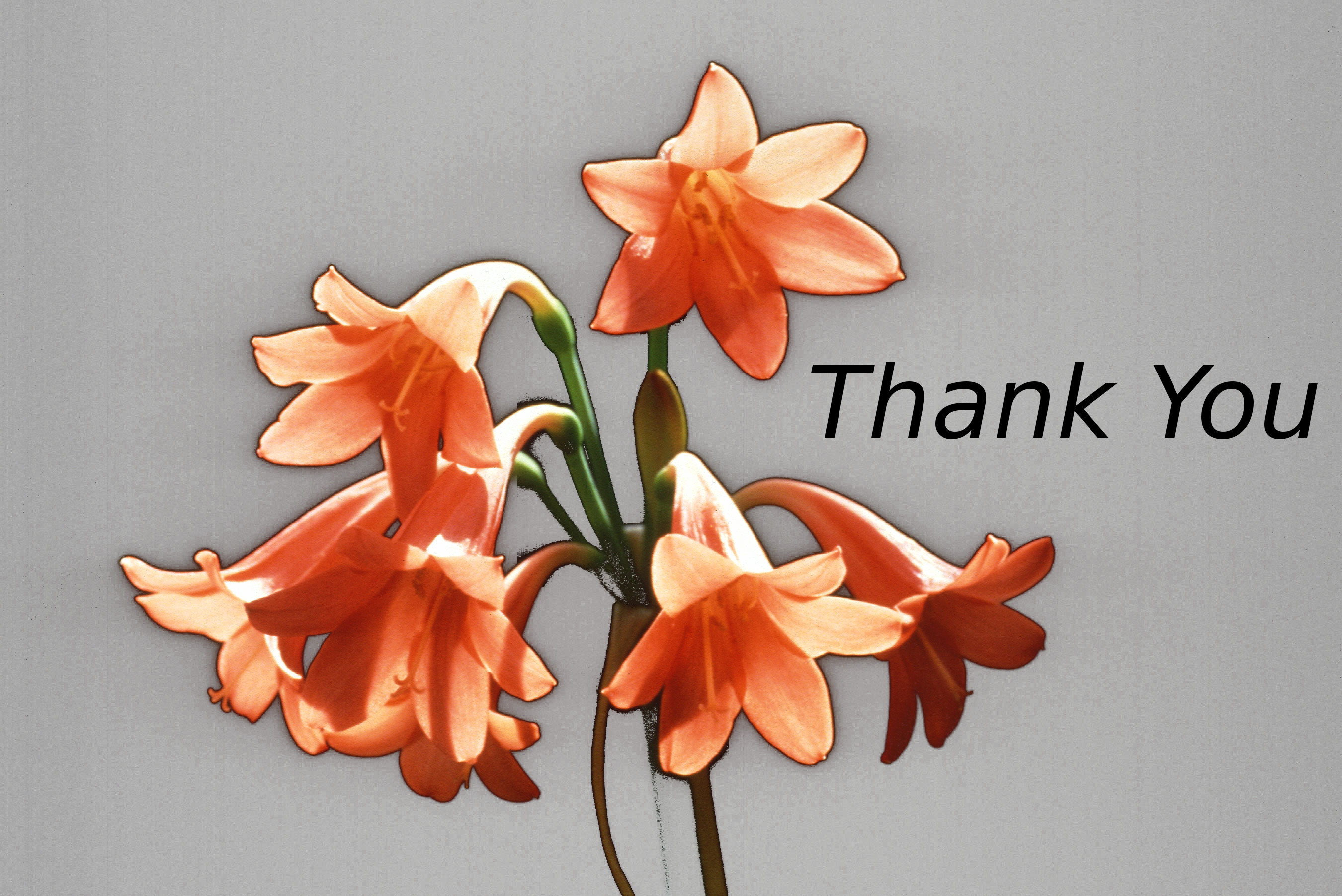 lillies