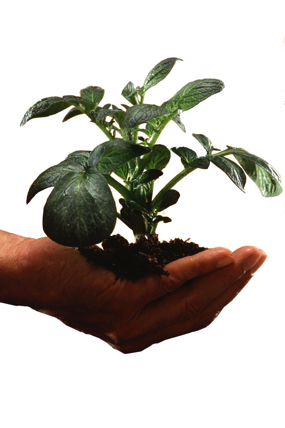 hand holding a plant